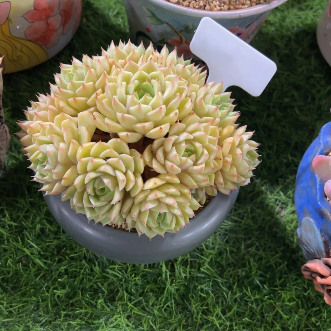 墨*本吧小老庄多肉植物