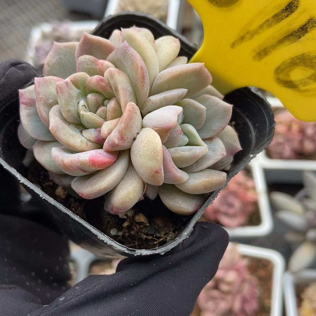 6116冰魄石化锦多肉