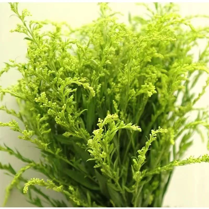 黄莺草鲜花配草插花装饰水养花江苏基地直发伞尾叶草玫瑰菊花配花