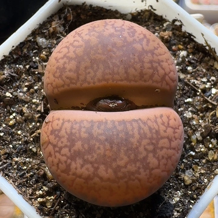 12111生石花。   170