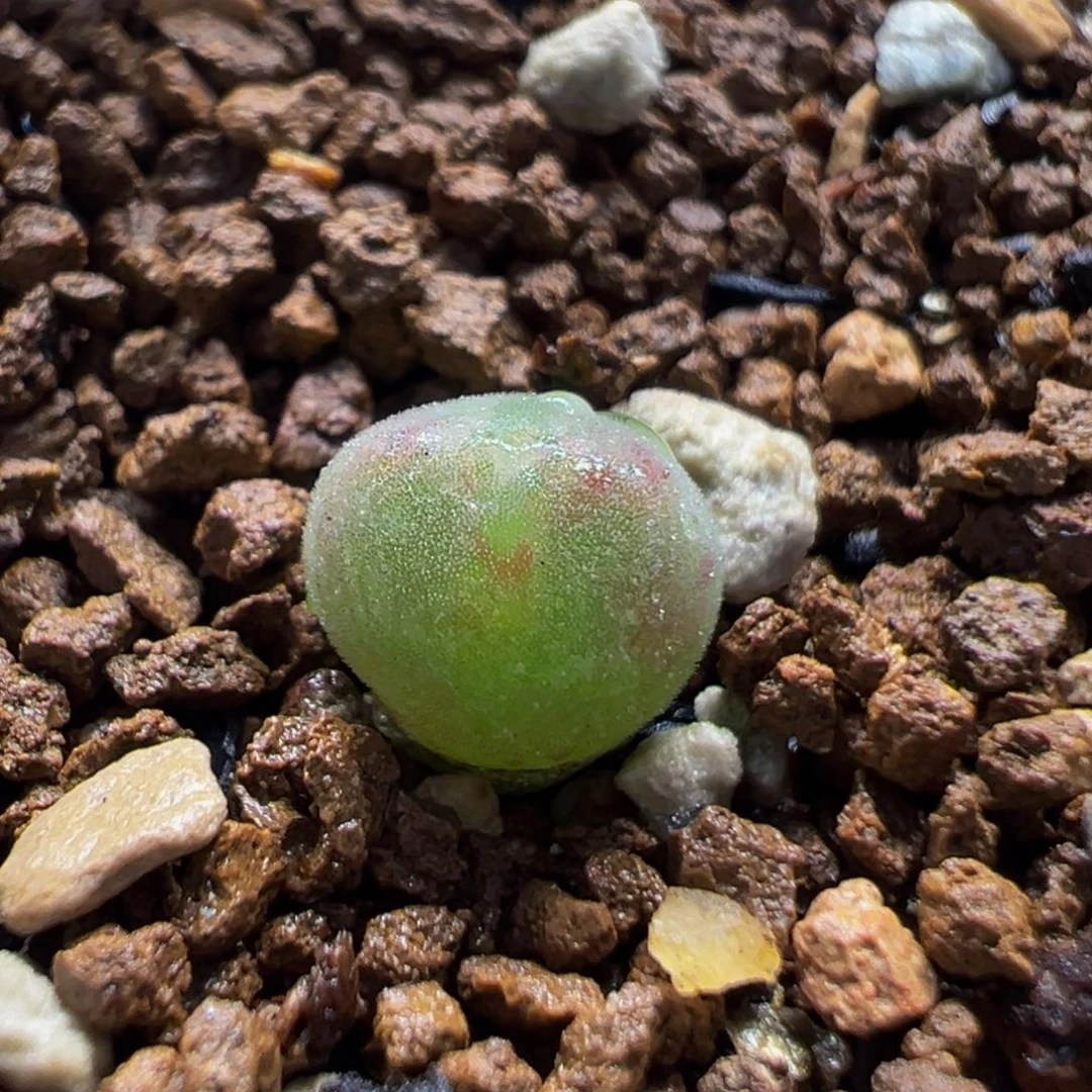 110多肉植物百科空蝉