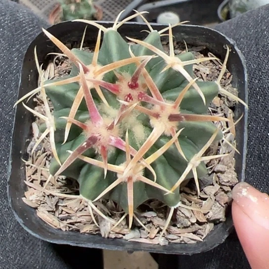 泉*实生凌波46777888