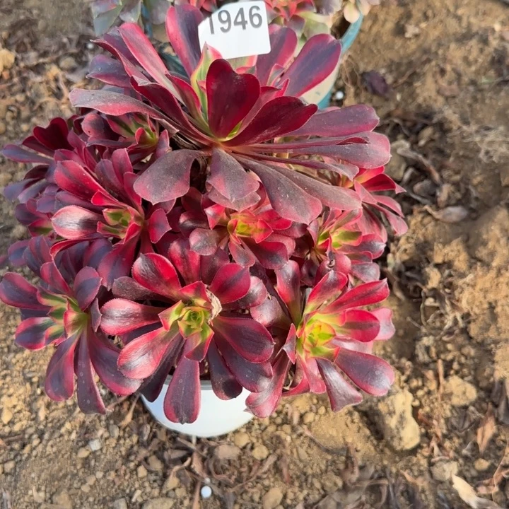 1946美杜莎清棚处理不包断枝