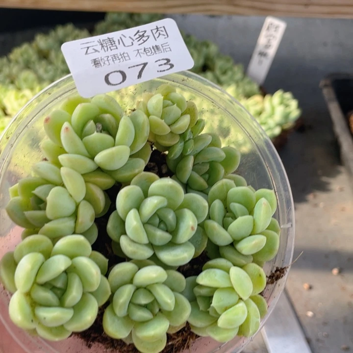 云糖心多肉植物73
