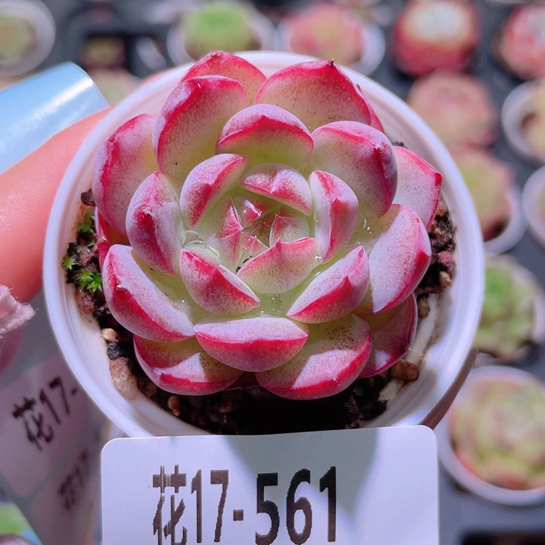 花利美17-561新品