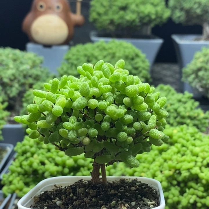 蜜橘糖球7971枝干番杏