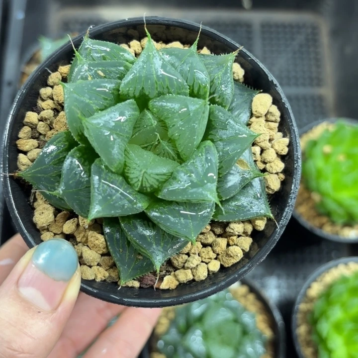 胖娃娃三仙寿多肉植物