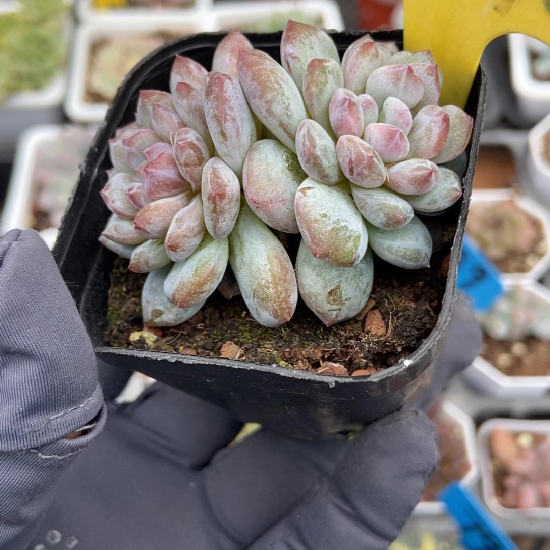 6096玉芙蓉石化多肉