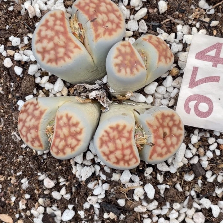 非偏远满20包邮476