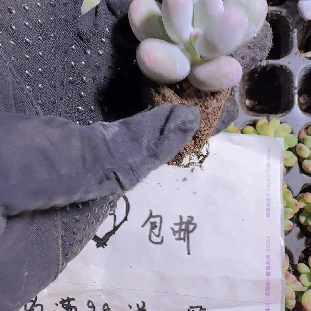 芭比奶酪两米三颗