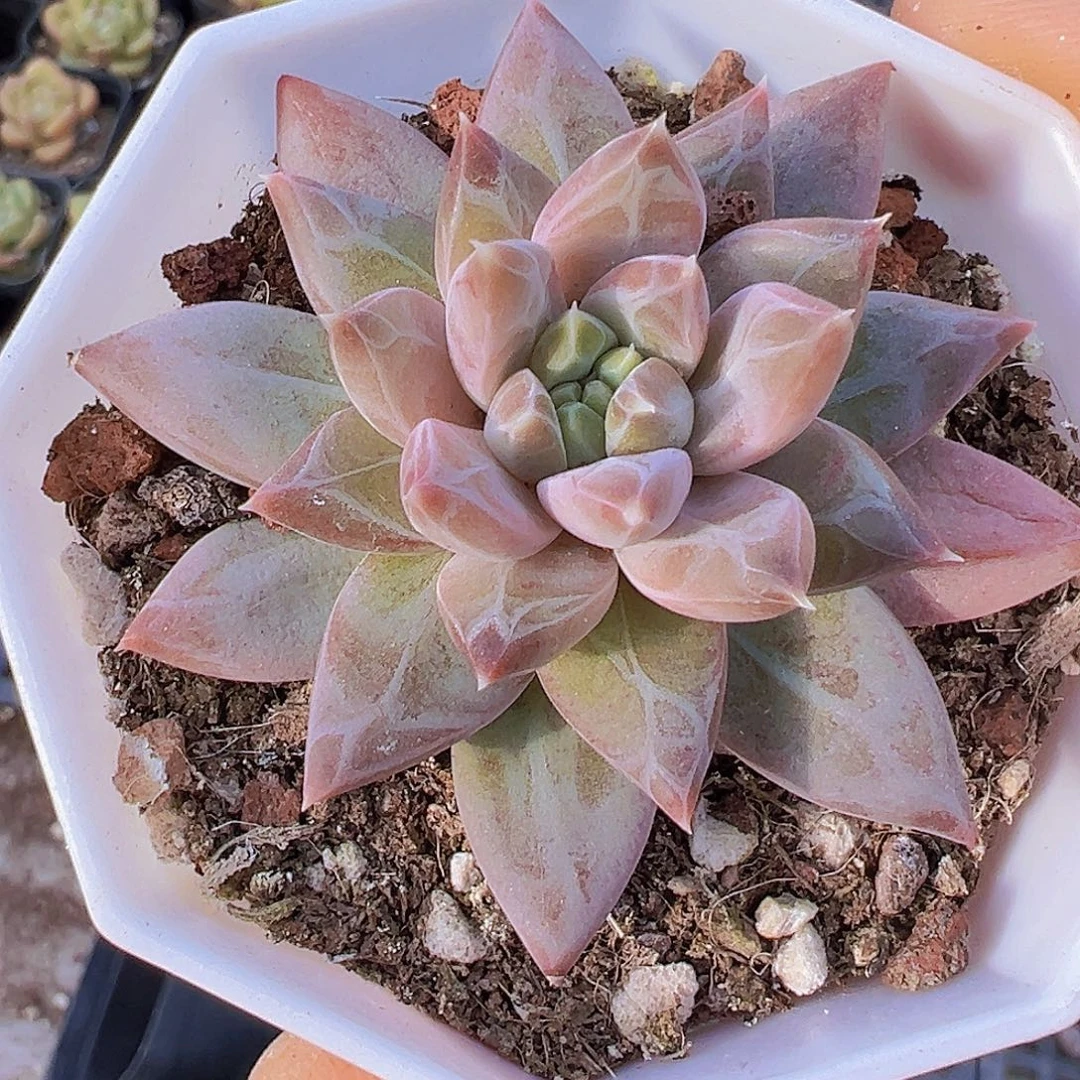 单头伊卡鲁斯19邮