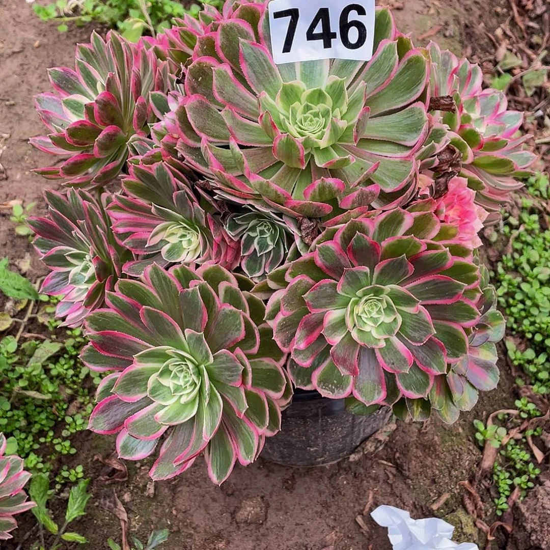 多肉法师746号孔雀翎发货不包损