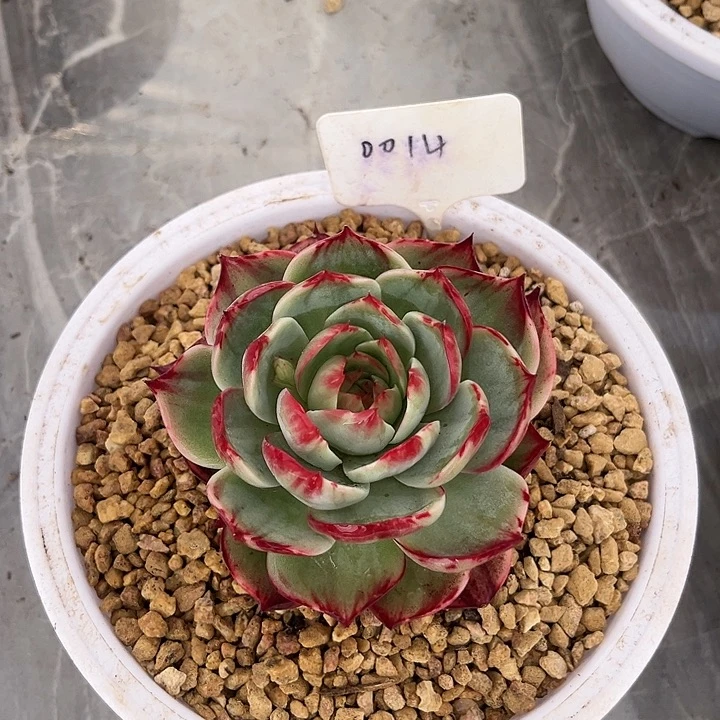 惊鸿仙子多肉植物14