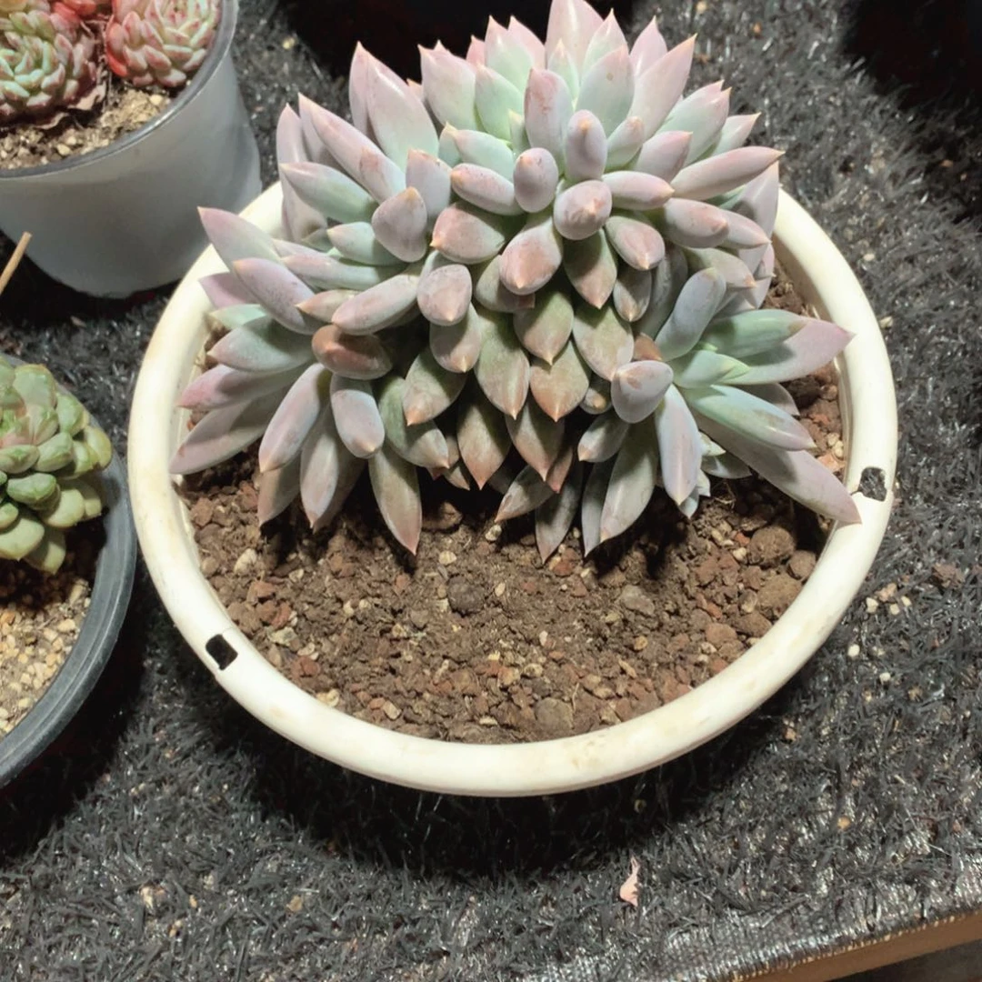 多肉植物多肉植物