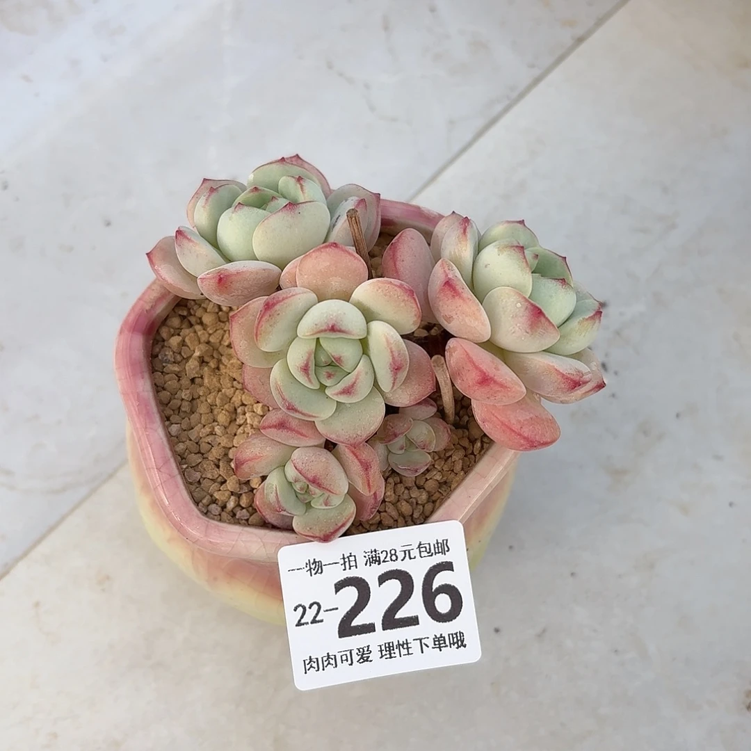 白底香草无盆土发货无盆土发货无