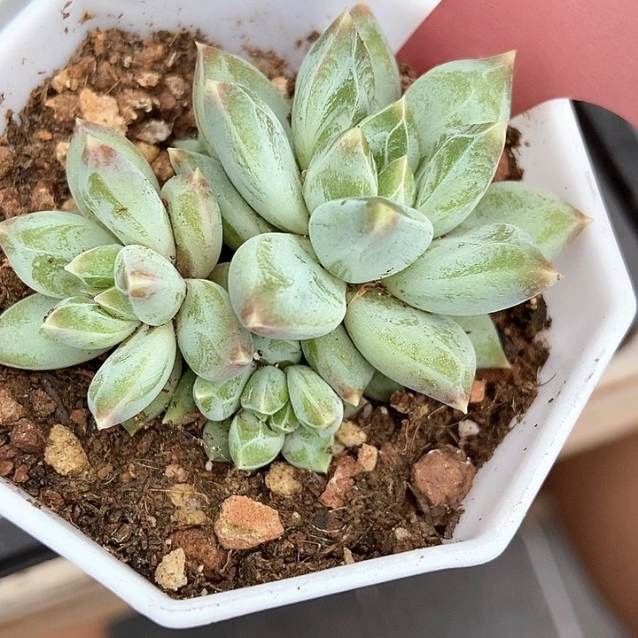 多肉植物伊丽莎白7001