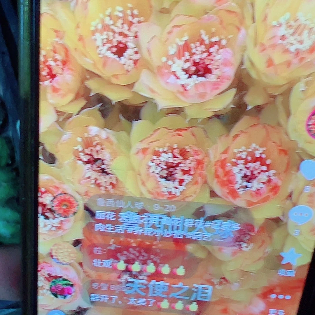 丽花 天使之泪 侧芽满20包邮