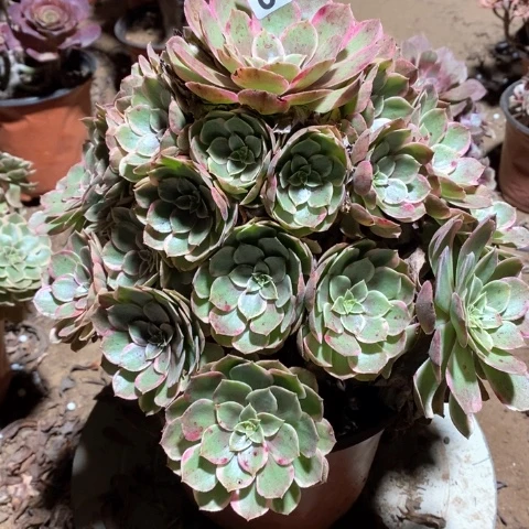 856粉花妖法师多肉植物