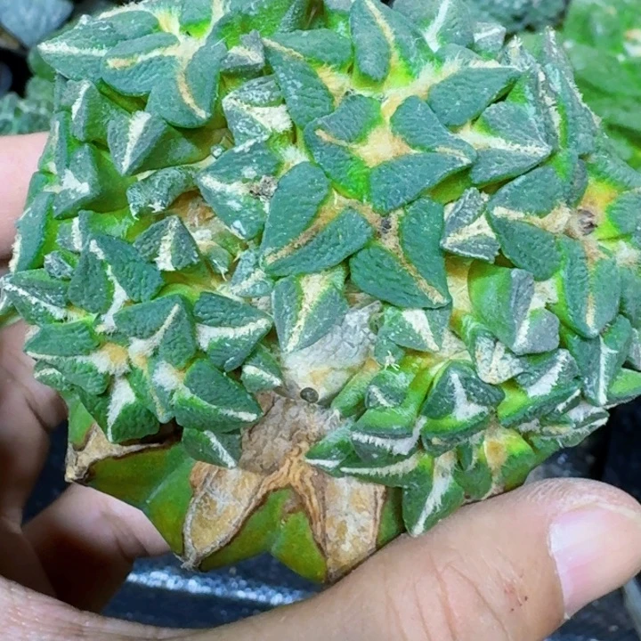 无花朵苗接大尤黑群139