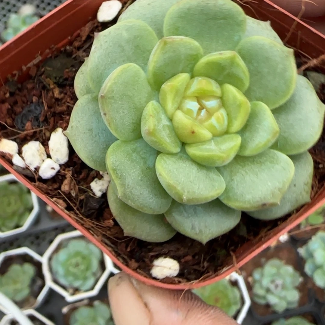 小卡拉米糖心一物一拍