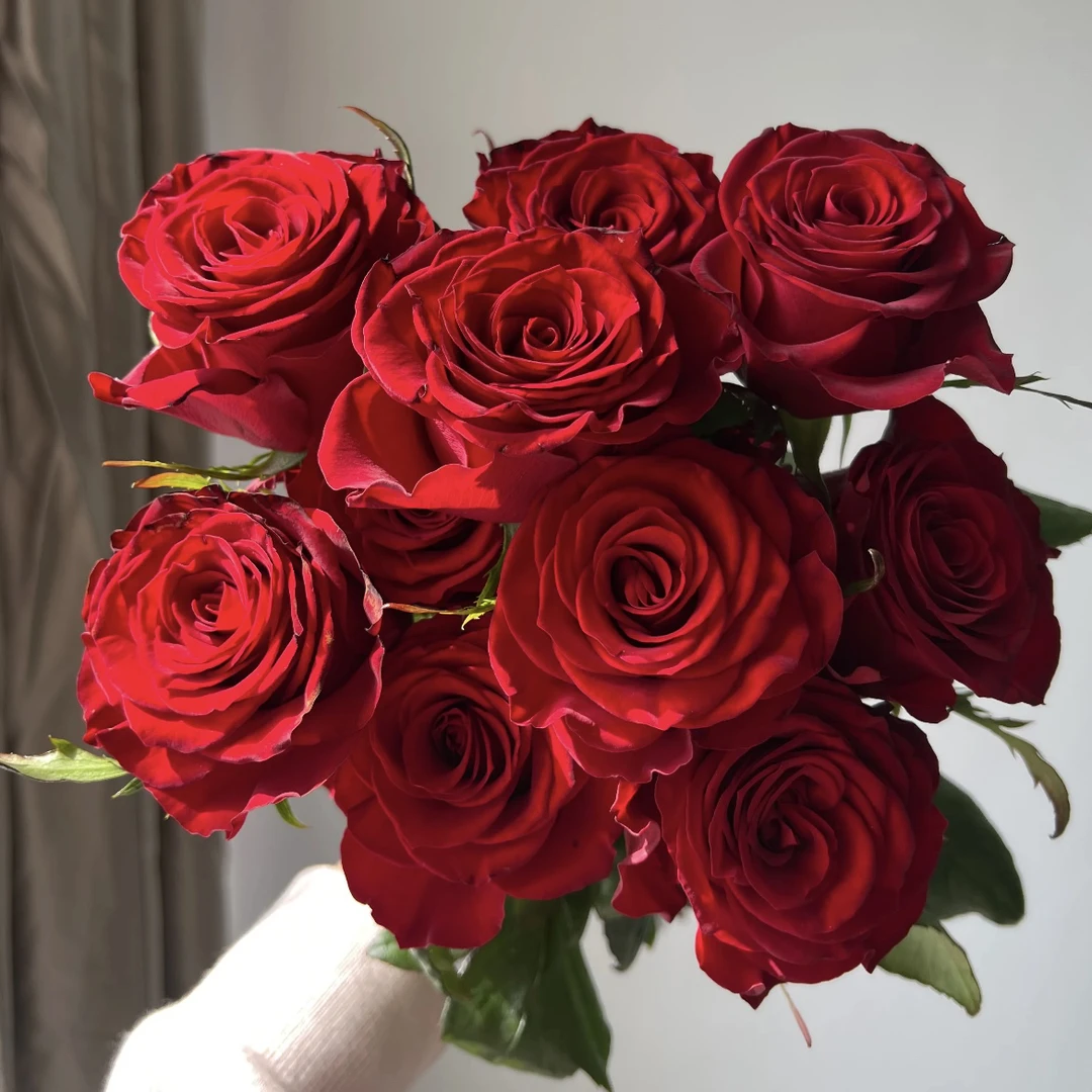 红玫瑰10枝+3扎洋牡丹+两枝桃枝（一单中通两单京东）