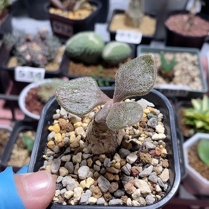 888产地薛辉圣塔块根