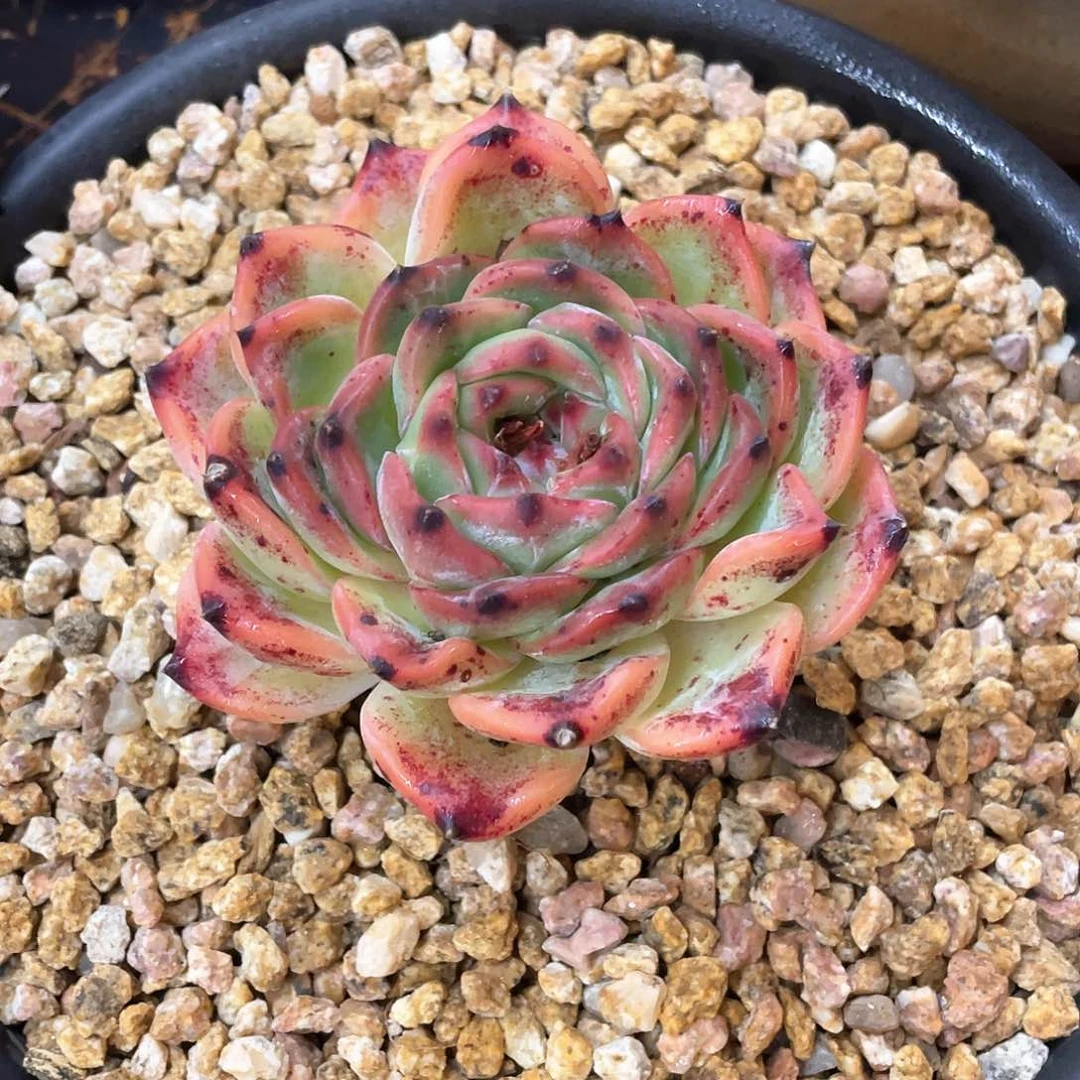 蓓***爷多肉植物一物一拍