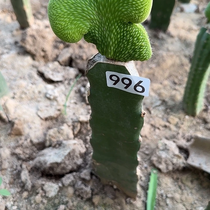 梦***家无花朵嫁接青蛇缀996