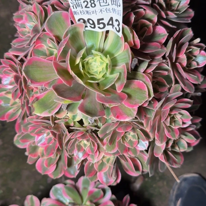 29543女妖杆歪多肉