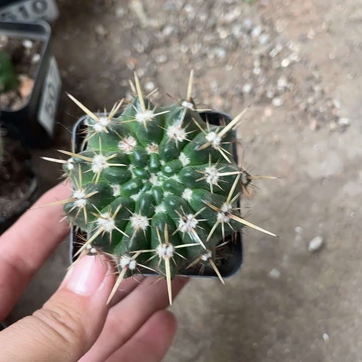 513仙人球开花植物