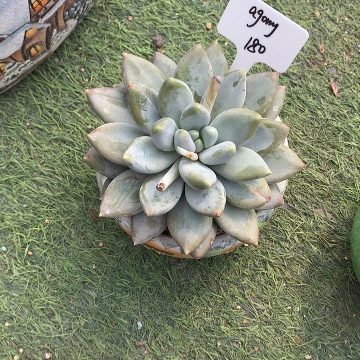 哥特萝莉单头多肉寄养