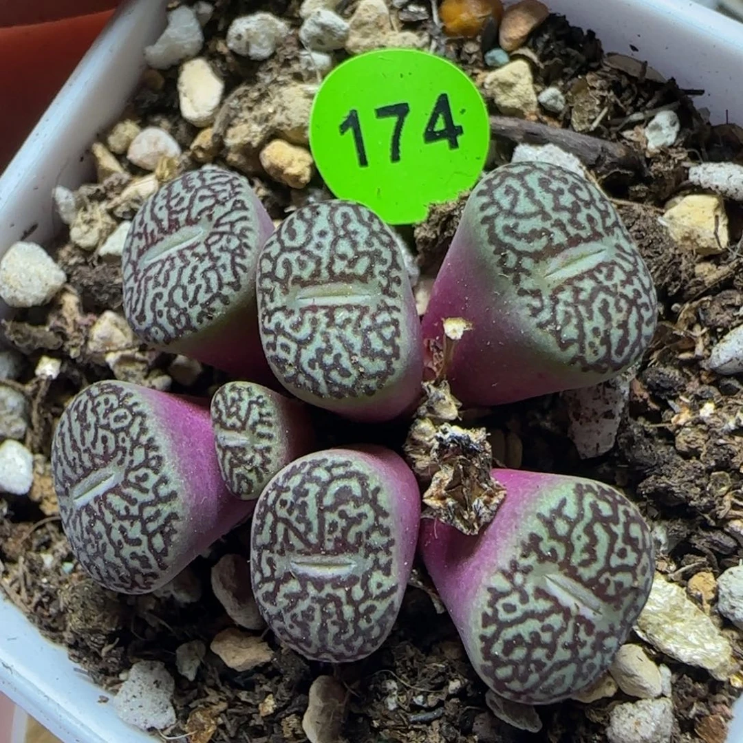 唐草墨多肉植物174