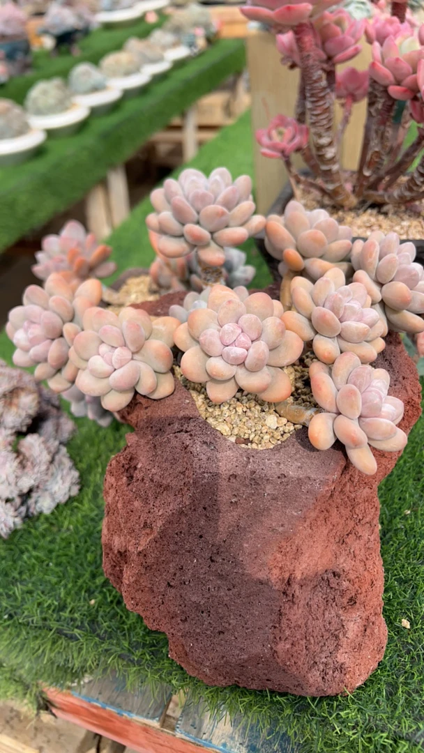 蛋总香水多肉植物