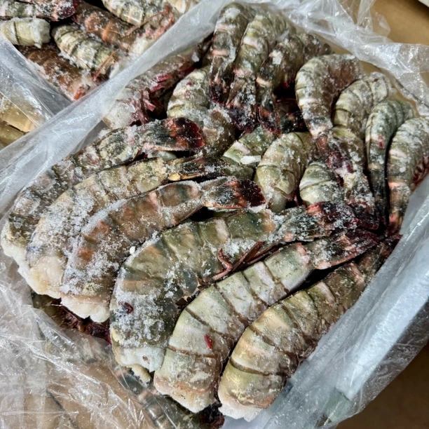 野生去头大虾母净重4斤混等大连发货