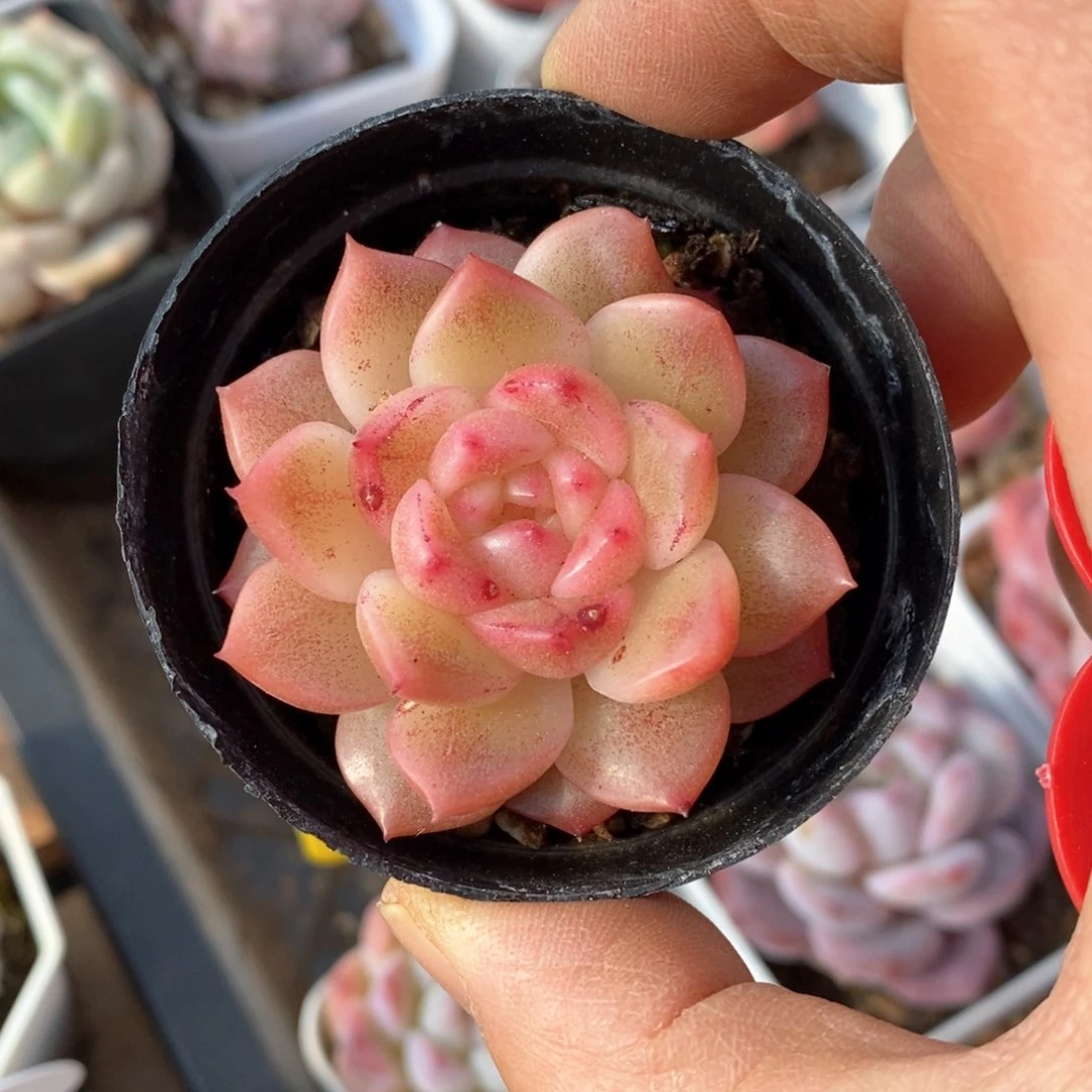 精品多肉一物一拍不包整111