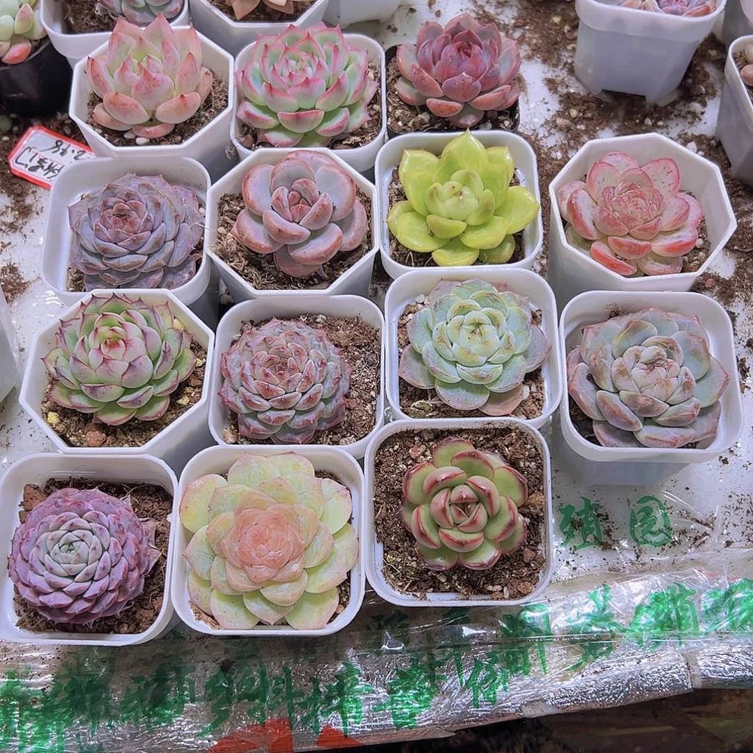 胖虎主任14盆白盆发货