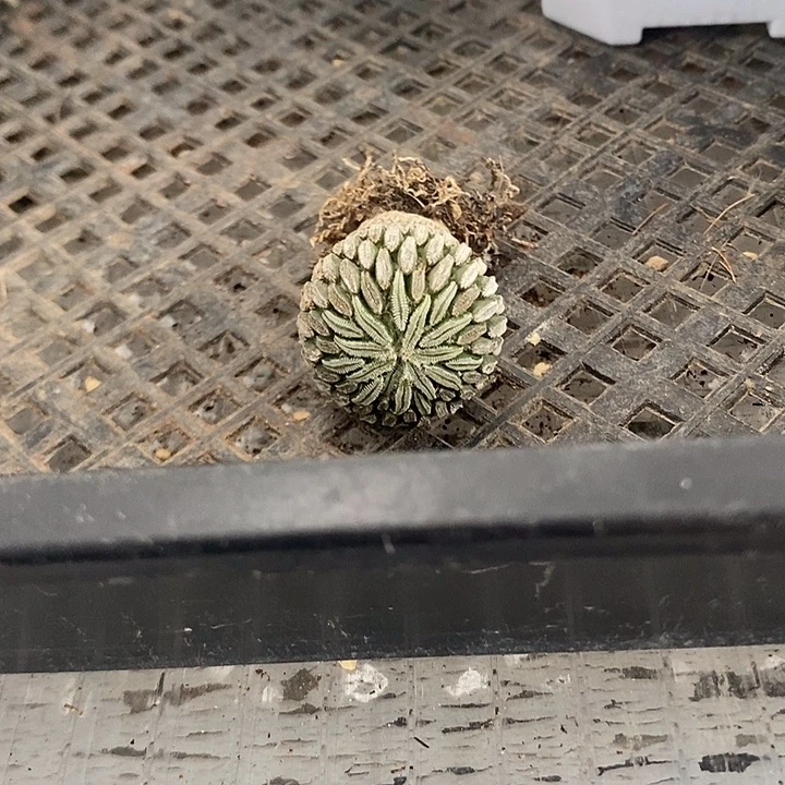 精巧丸，一物一拍，2.9公分
