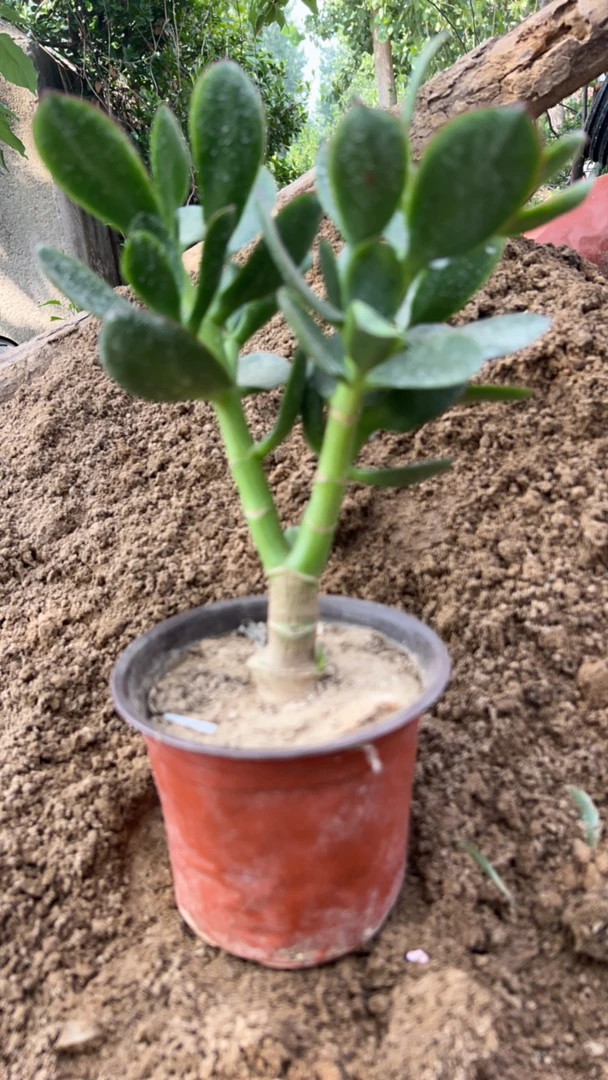 多肉植物玉树盆栽一年苗土球发货