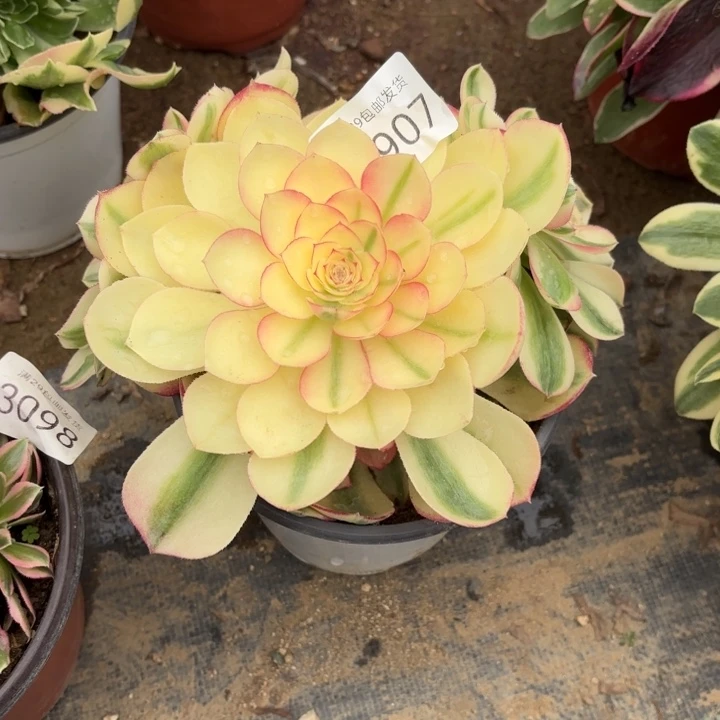 倾城多肉法师2907