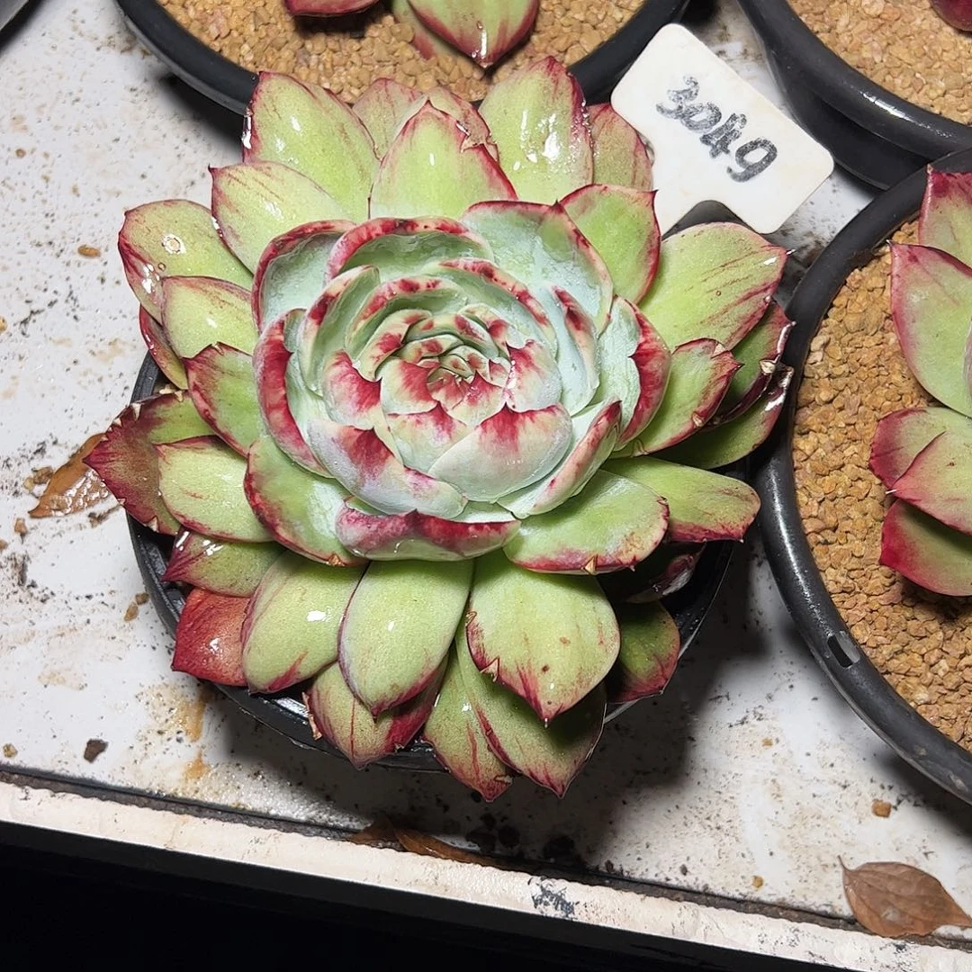 安***妮惊鸿仙子一物一拍3049号