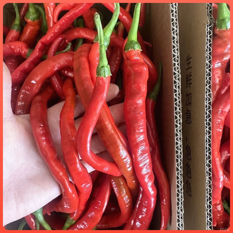 中辣螺丝线椒辣椒新鲜薄皮微辣香辣红辣椒泡椒农家辣椒酱红线椒