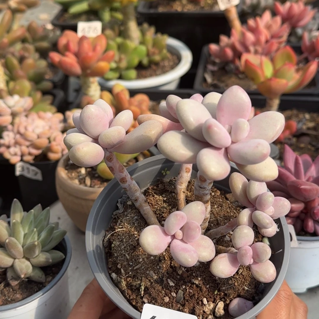 699号一物一拍一物一拍