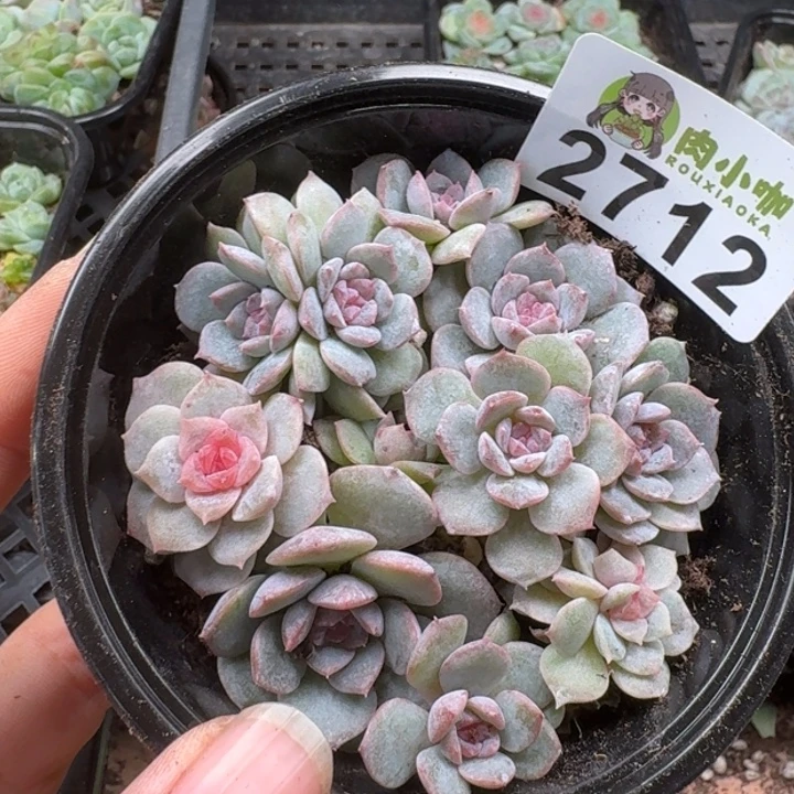 多肉植物多肉植物
