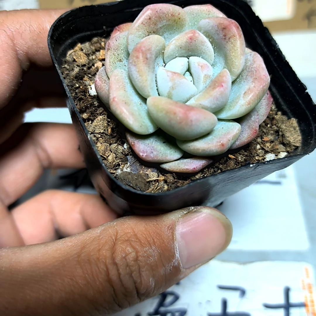 满6元包邮，冰玉一颗