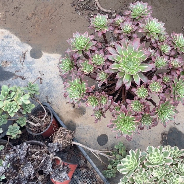 11孔雀锦多肉多肉植物