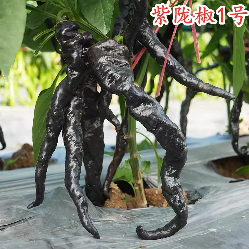 紫陇椒 紫色辣椒 300g