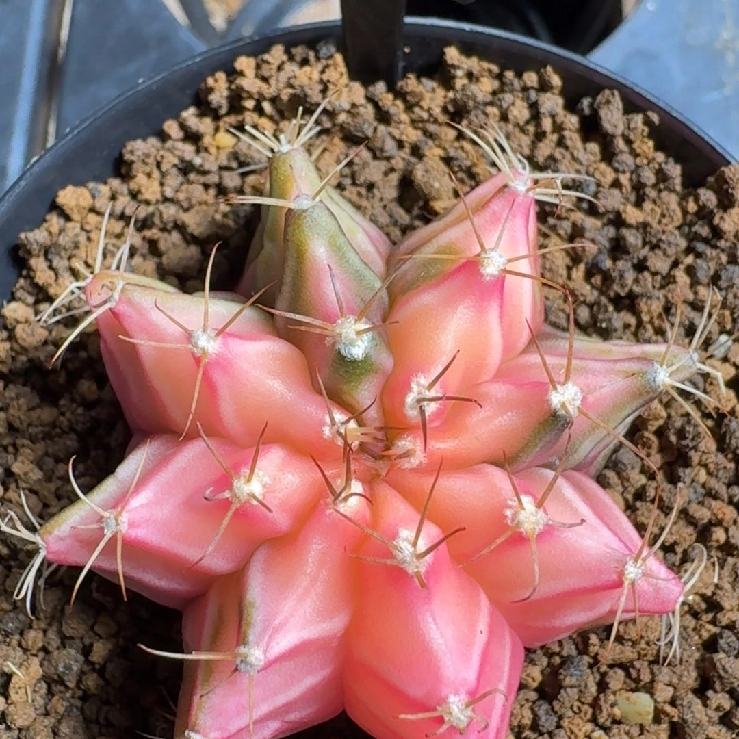 米哈实生自然锦泰国进口25