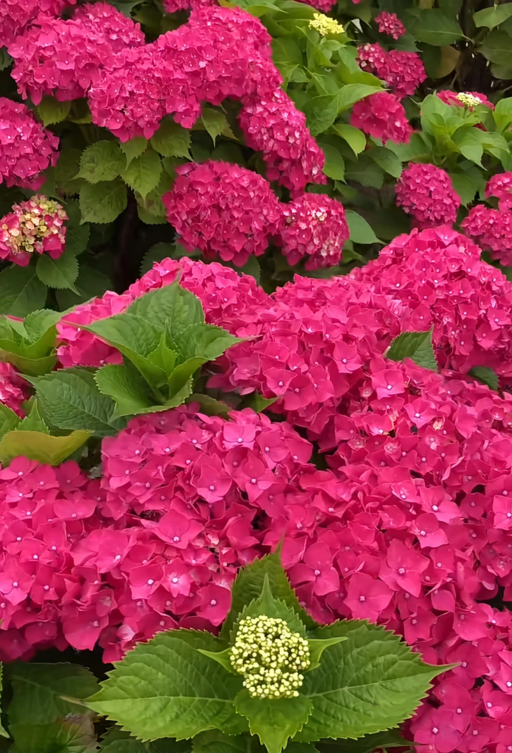 【草莓蛋挞】5加仑 红色大花绣球多年生露天苗生花苞原盆原土基地发