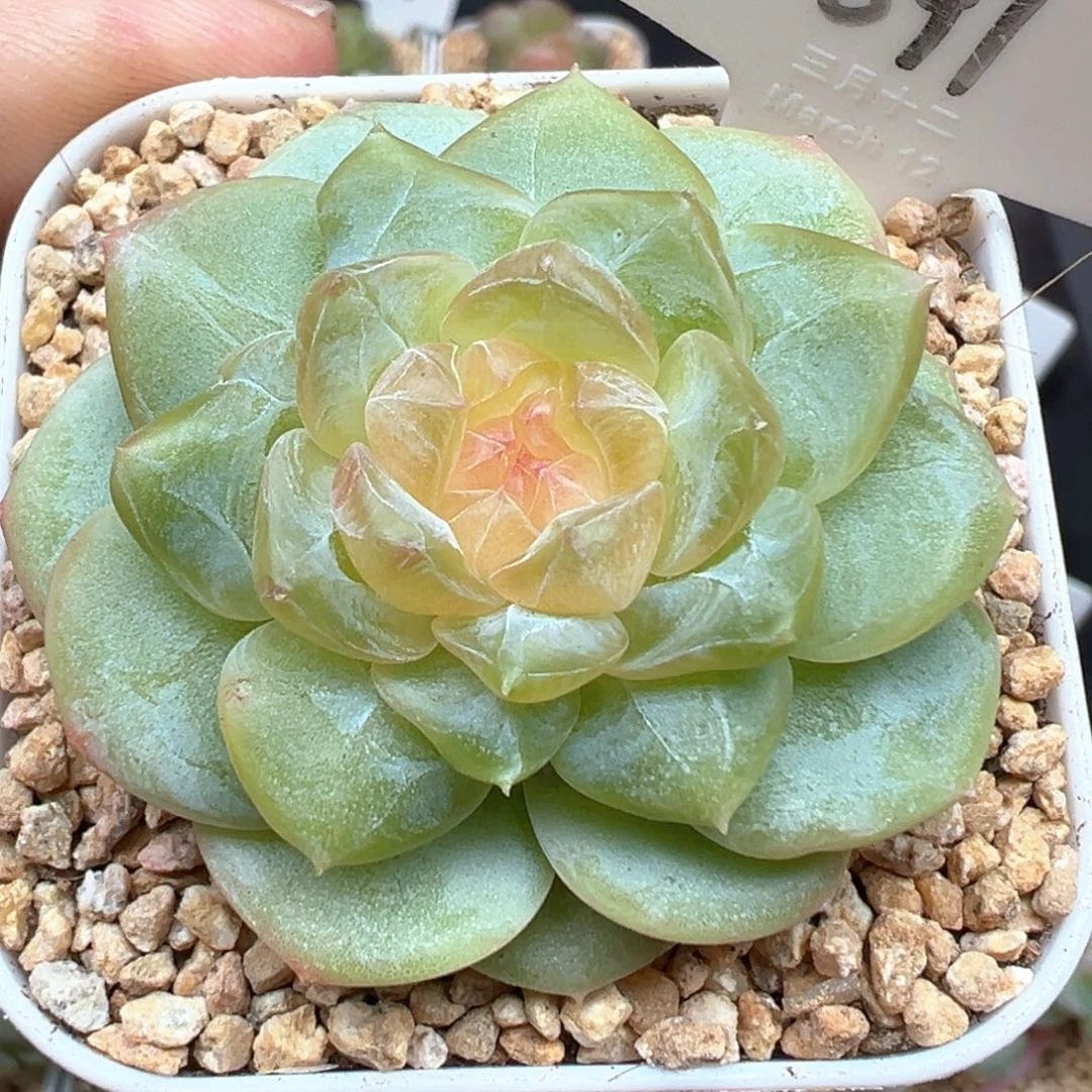 691号孤品 晗雨多肉