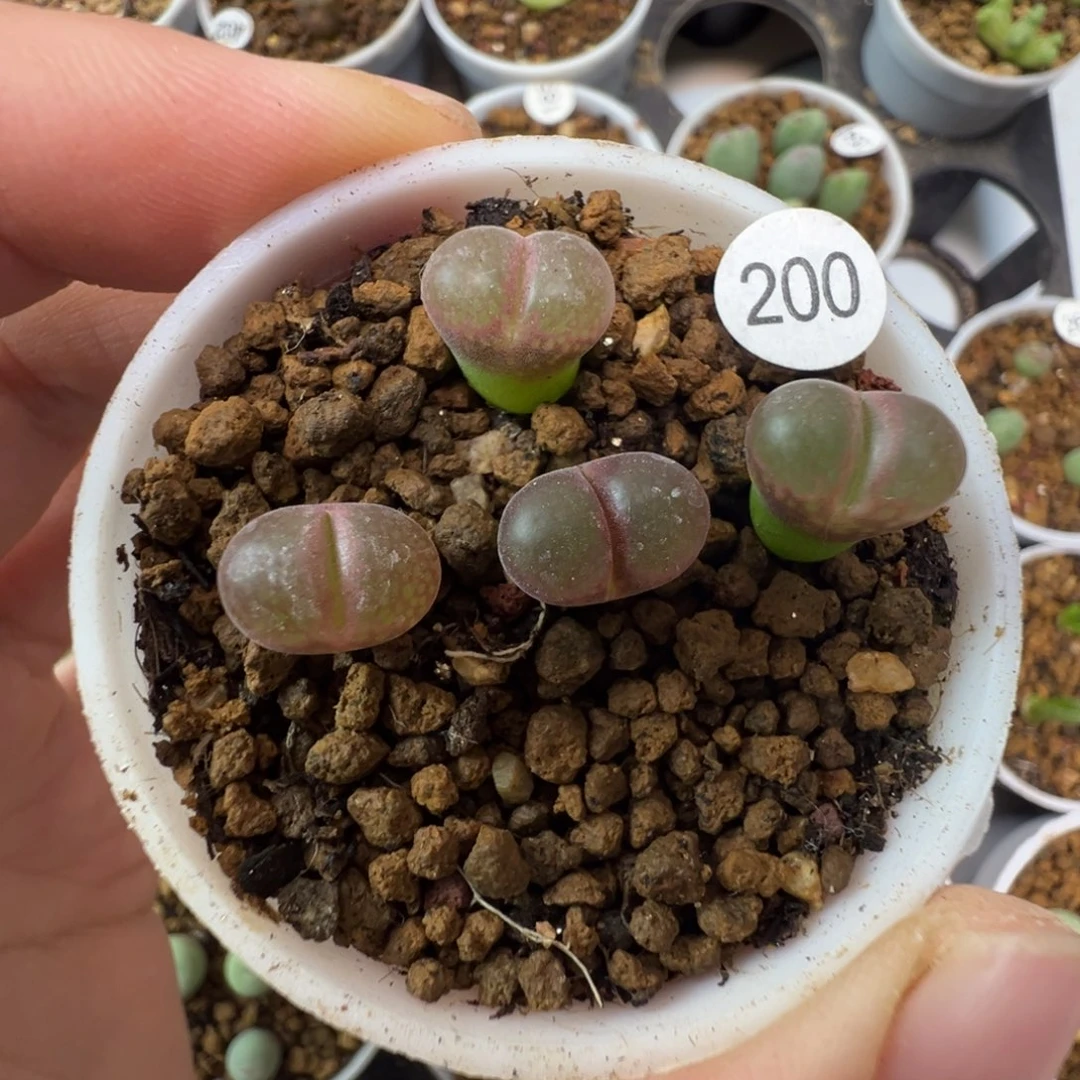 肯哈德一颗脱土20000